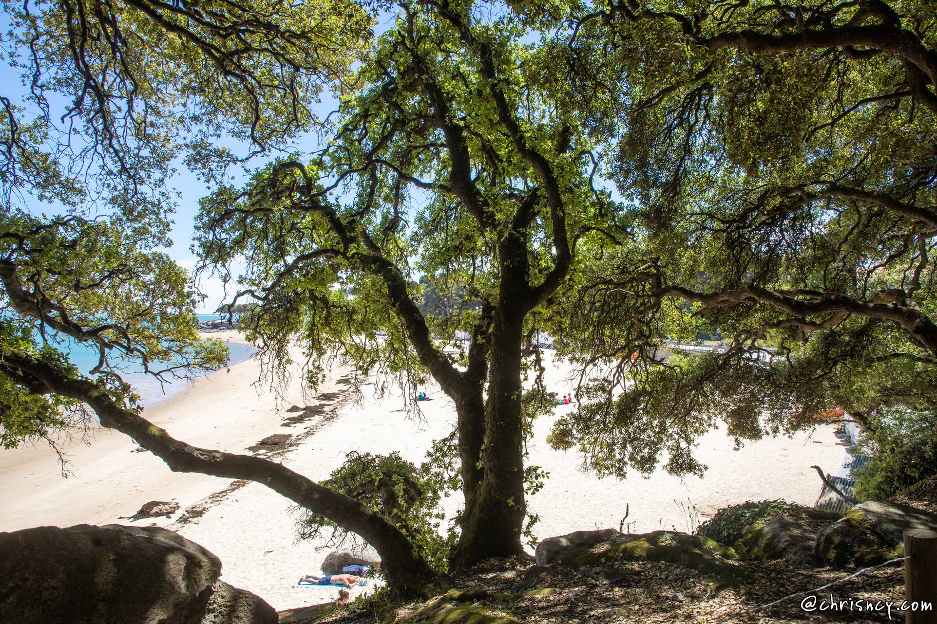 20220531-22_2705-Noirmoutier_en_l_ile_Bois_de_la_Chaize.jpg