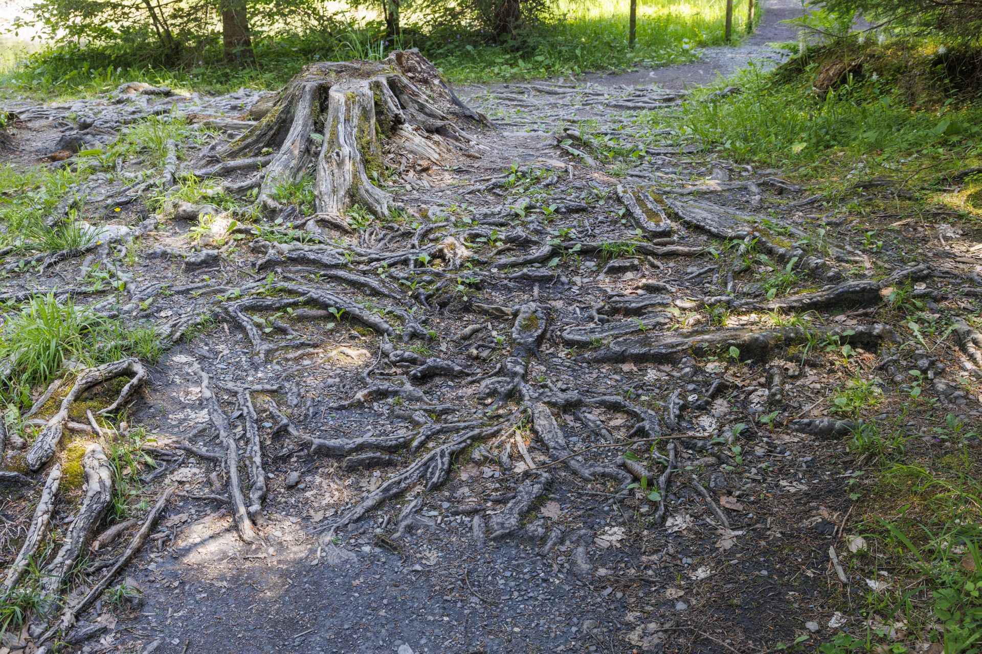 20230626-12_7482-Plaine_Joux_au_Lac_Vert.jpg